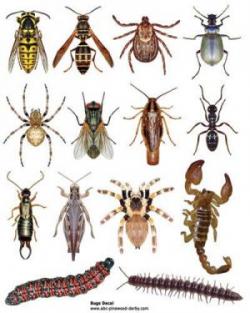 overhead View of different types of bugs
